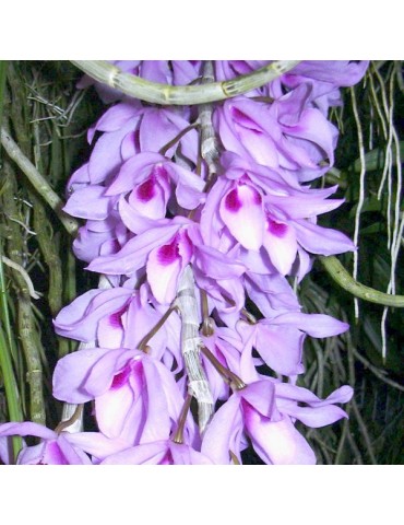 Dendrobium Kean's Baby sur plaque