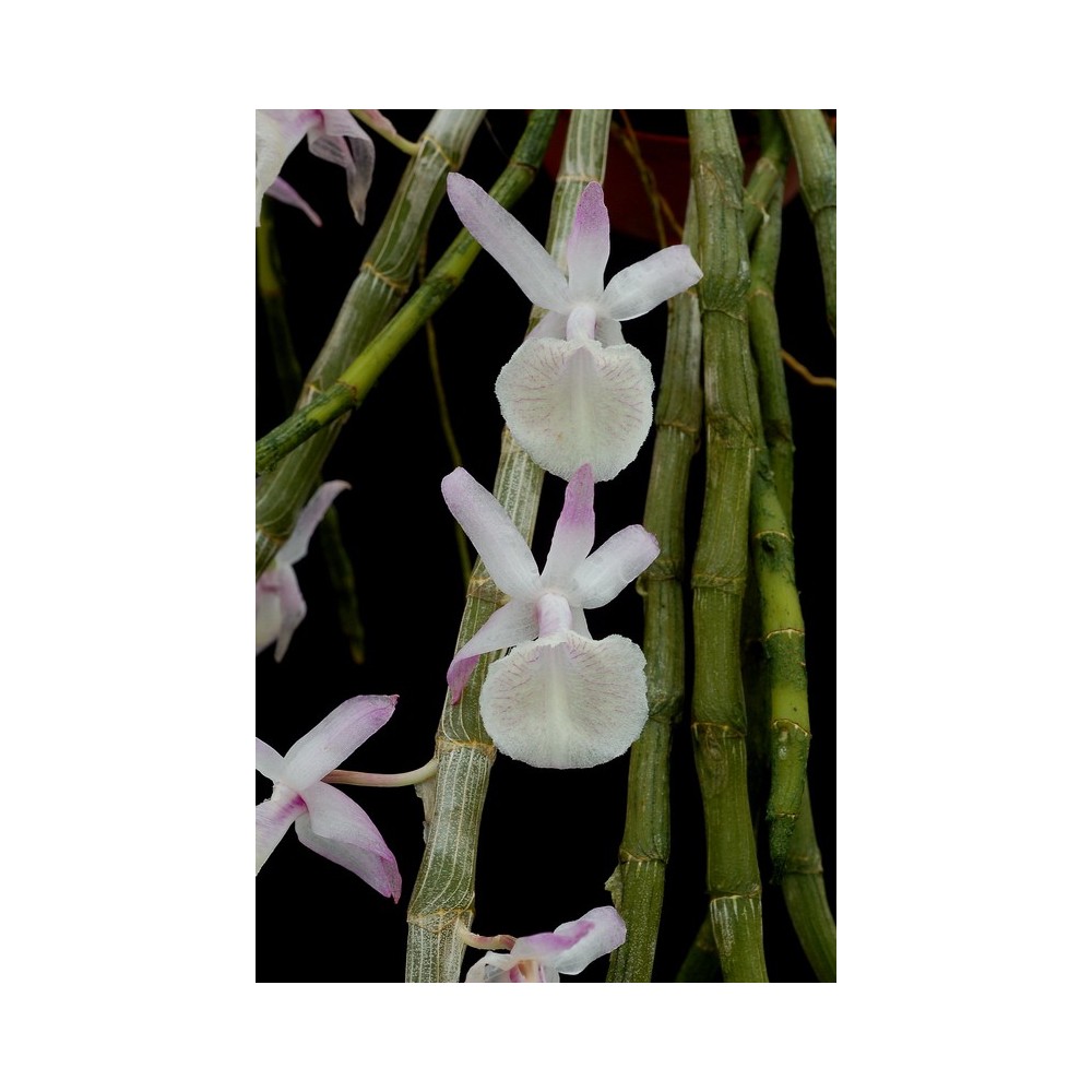 Dendrobium primulinum