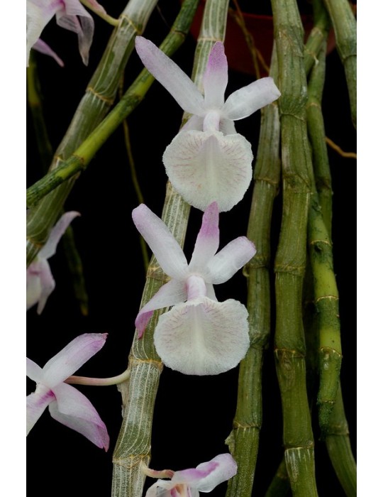 Dendrobium primulinum