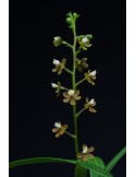 Prosthechea ochracea