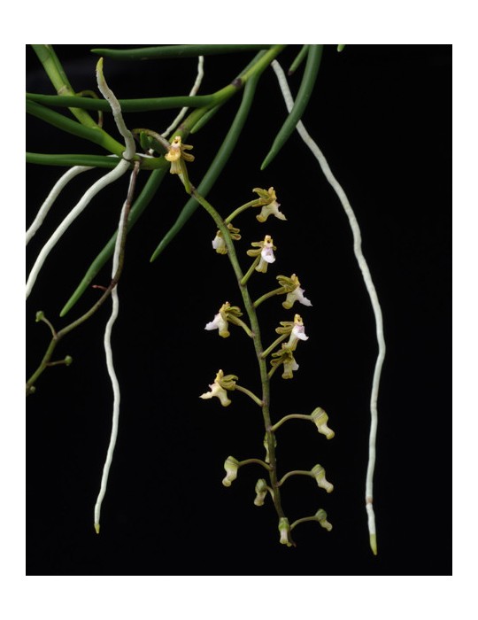 Cleisostoma chantaburiense