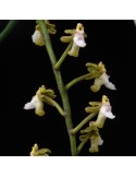 Cleisostoma chantaburiense