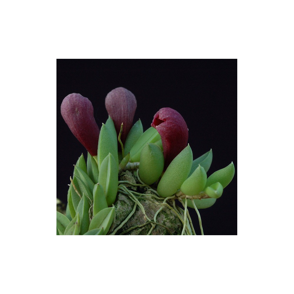 acianthera asaroides