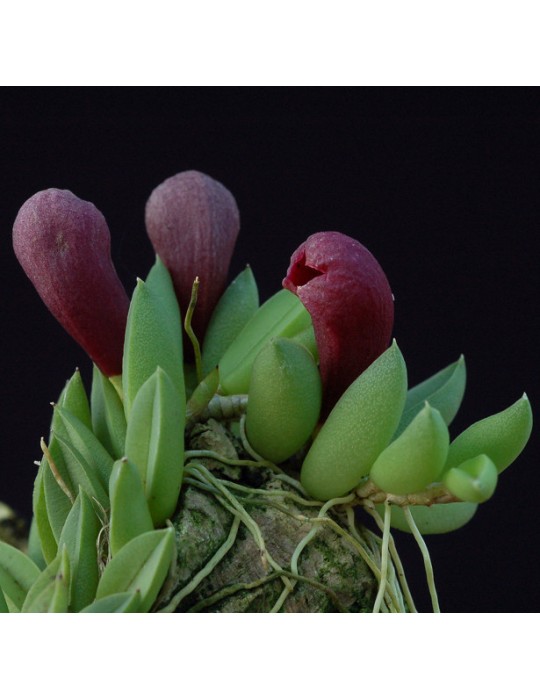 acianthera asaroides