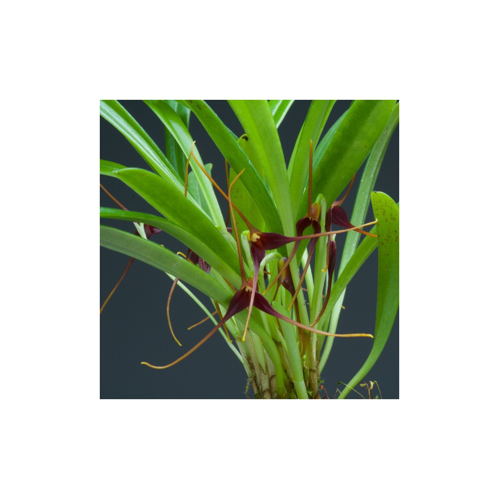 Masdevallia herradurae