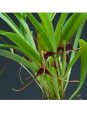 Masdevallia herradurae