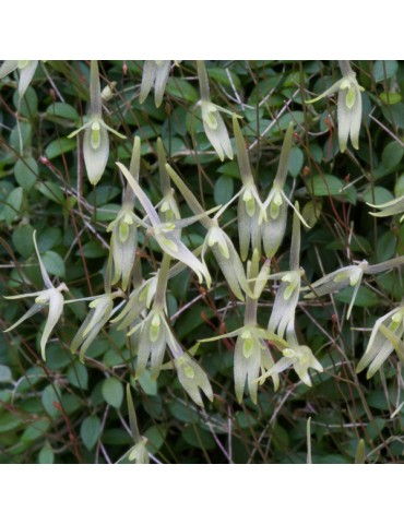Barbosella dusenii sur plaque