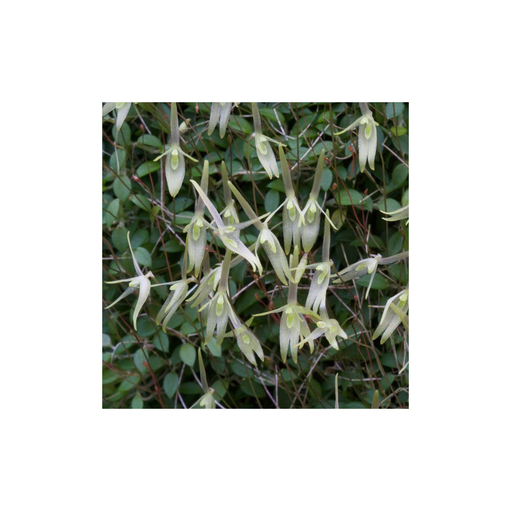 Barbosella dusenii sur plaque