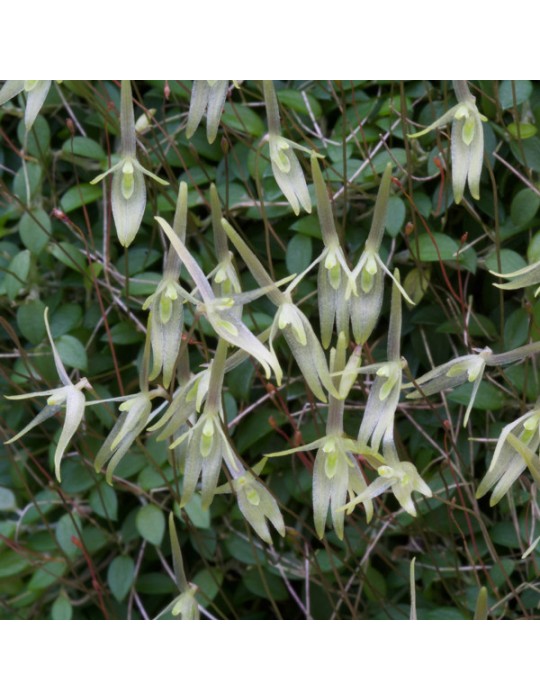 Barbosella dusenii sur plaque