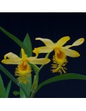 Dendrobium brymerianum