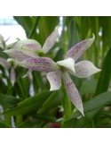 Prosthechea garciana