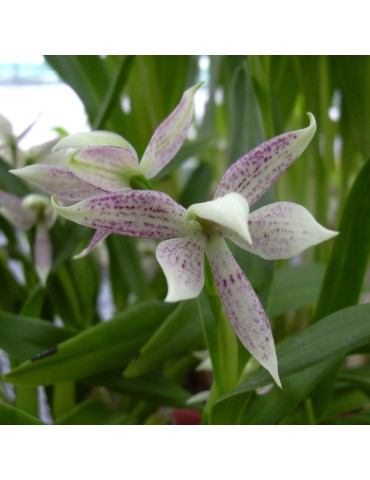 Prosthechea garciana