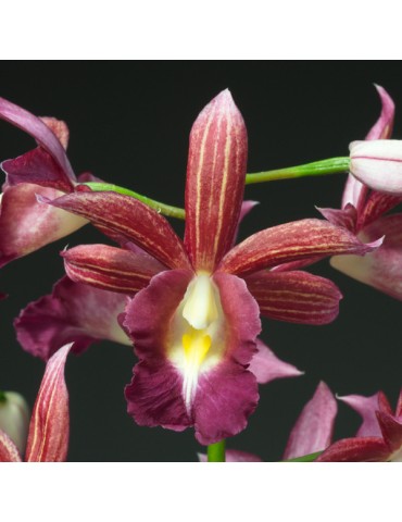 Gastrophaius Cooksoniae