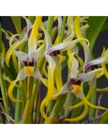Maxillaria dillonii en sphaigne