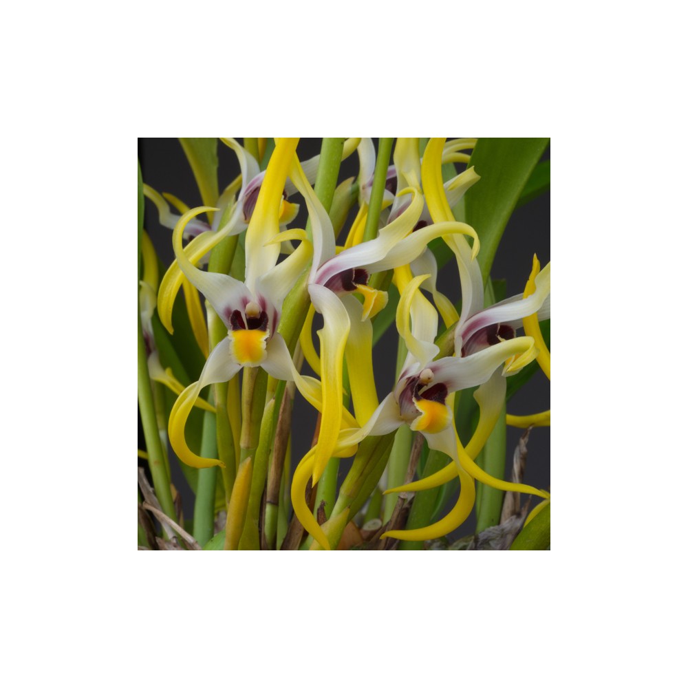 Maxillaria dillonii
