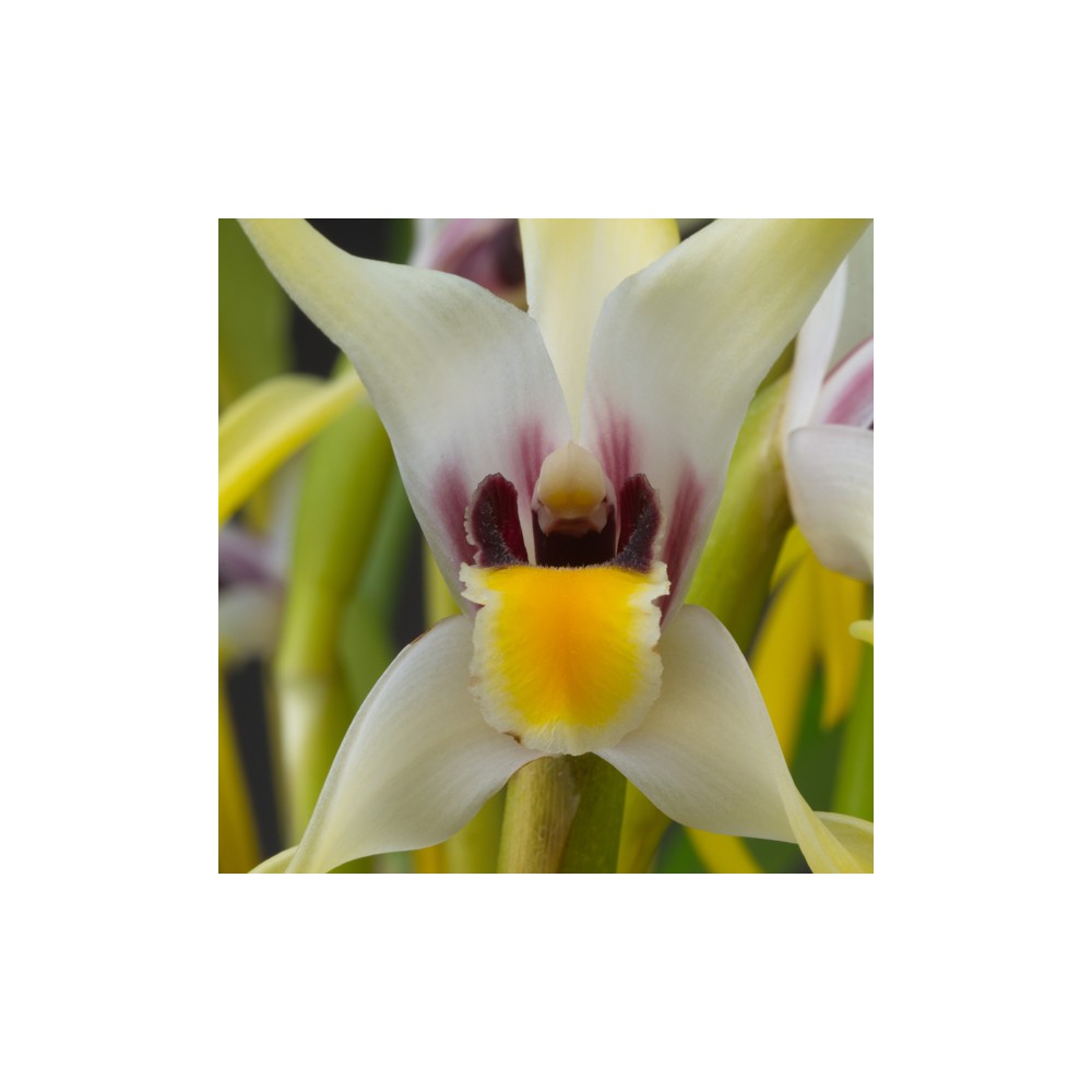 Maxillaria dillonii