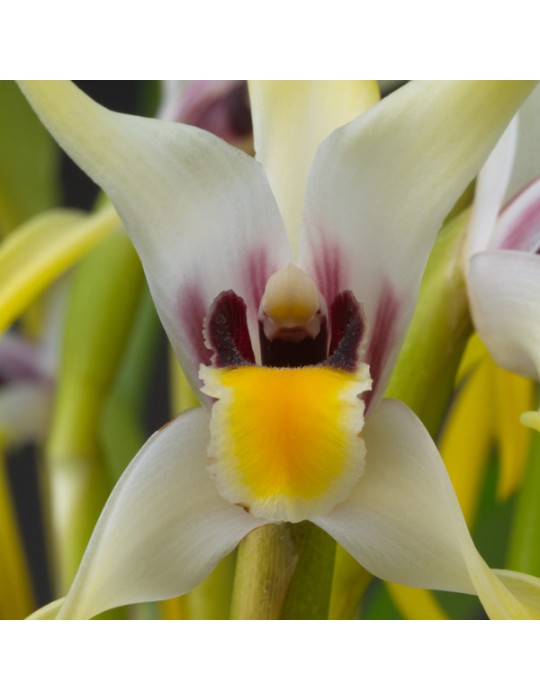 Maxillaria dillonii