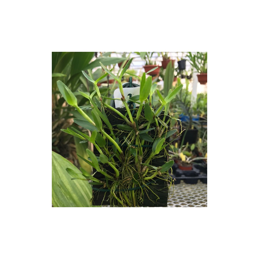 Scaphyglottis confusa