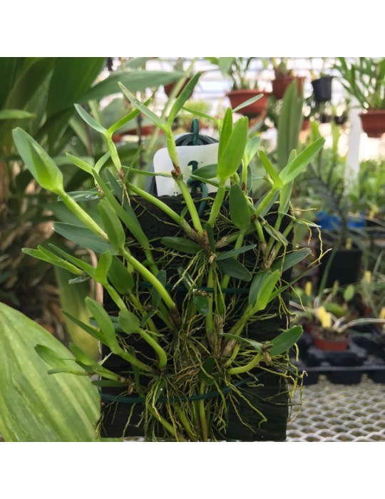 Scaphyglottis confusa Scaphyglottis confusa