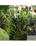 Scaphyglottis confusa