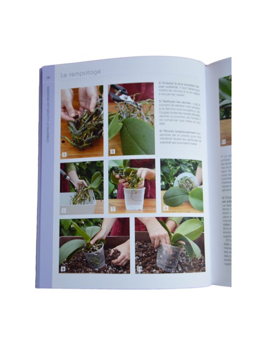 Petit Larousse des Orchidées