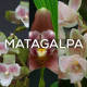 Ma collection 'Matagalpa'