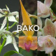 Ma collection 'Bako'