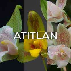 Ma collection 'Atitlan'