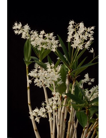 Dendrobium x delicatum 2