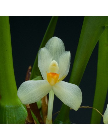 Maxillaria hedwigiae en sphaigne