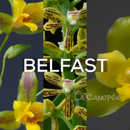 Ma collection 'Belfast'