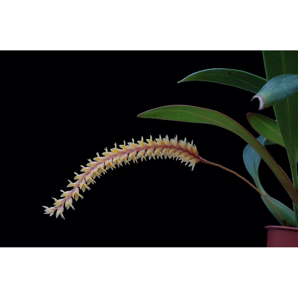 Dendrochilum aurantiacum