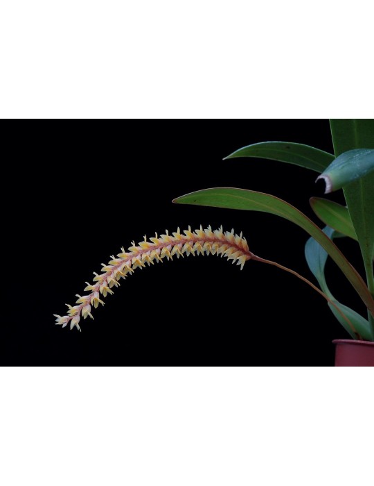 Dendrochilum aurantiacum
