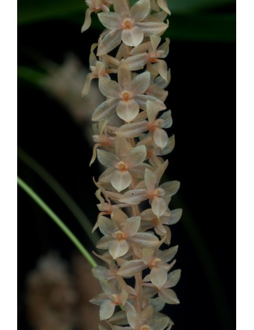 Dendrochilum convallariiforme 2
