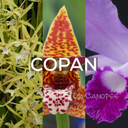 Ma collection 'Copan'