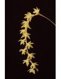 Dendrochilum cornutum