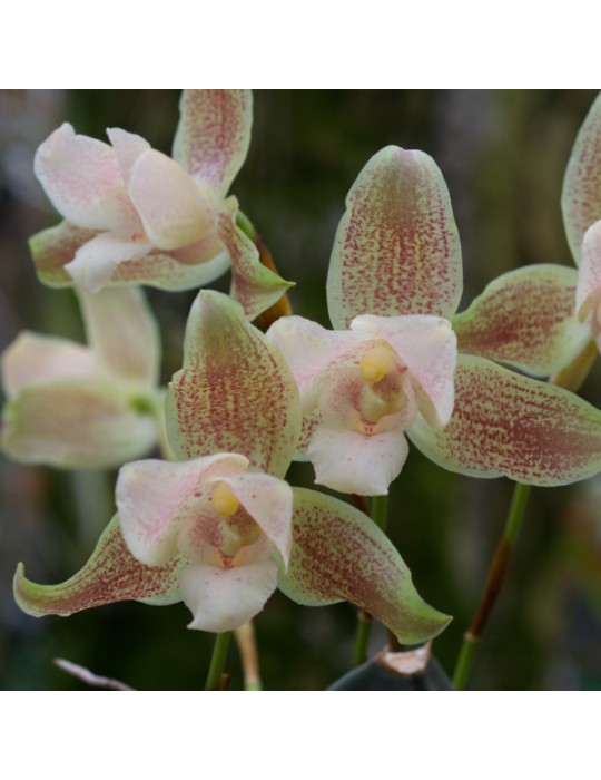 Lycaste Ti Punch Lycaste Ti Punch