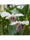 Dendrobium Nora Tokunaga en sphaigne