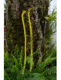 Dendrochilum filiforme