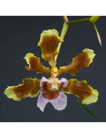 Oncidium maduroi