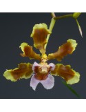 Oncidium maduroi