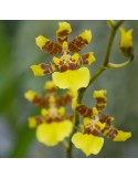 Oncidium baueri