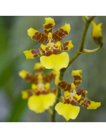 Oncidium baueri