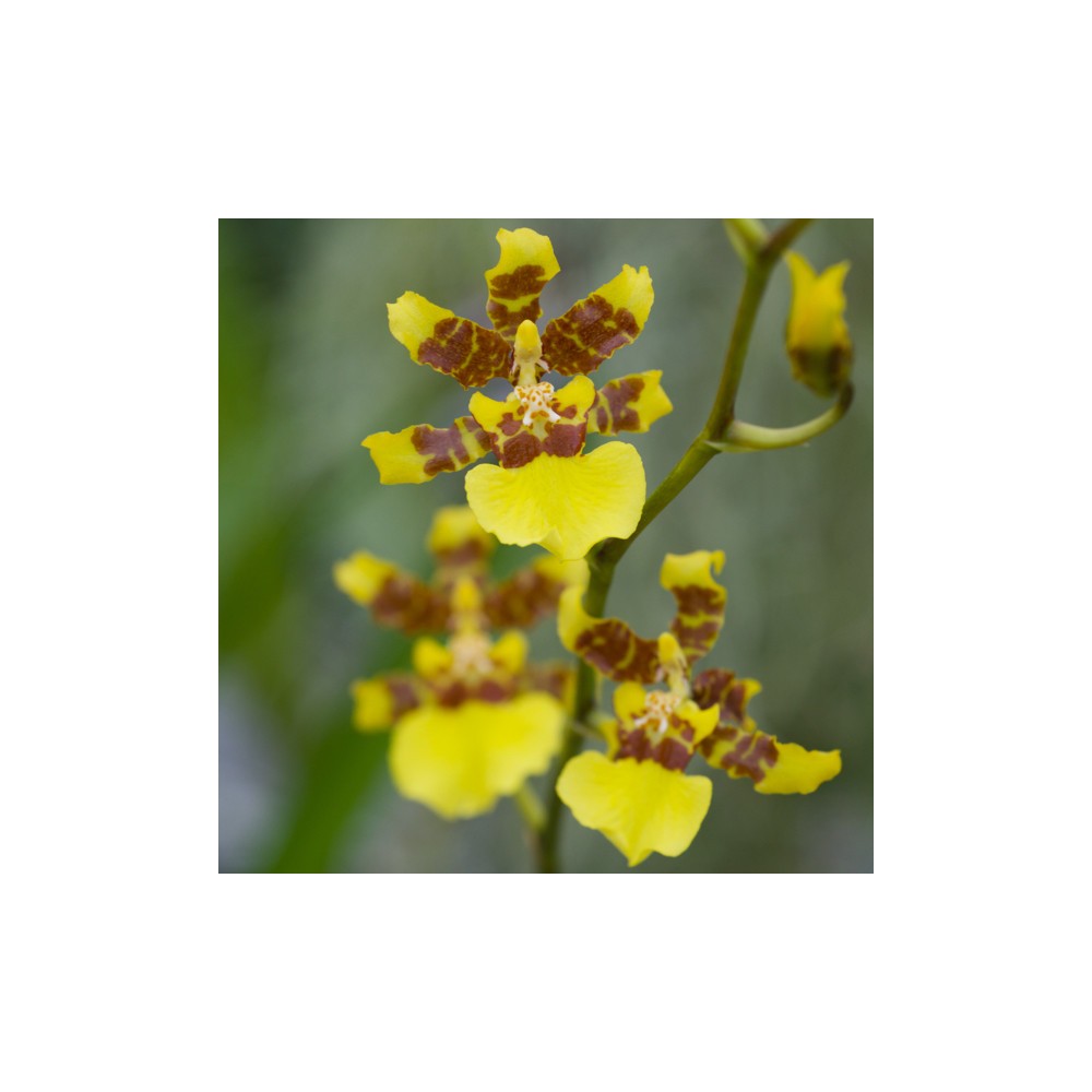 Oncidium baueri