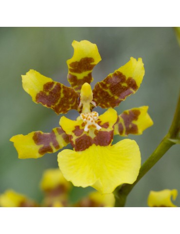 Oncidium altissimum