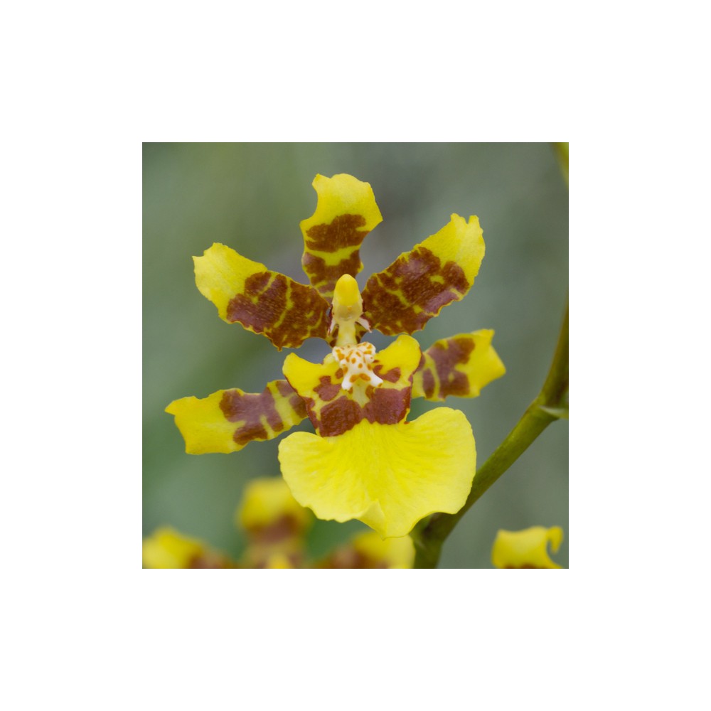 Oncidium altissimum