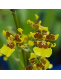 Oncidium Fah