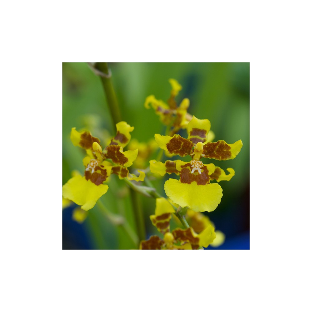 Oncidium Fah