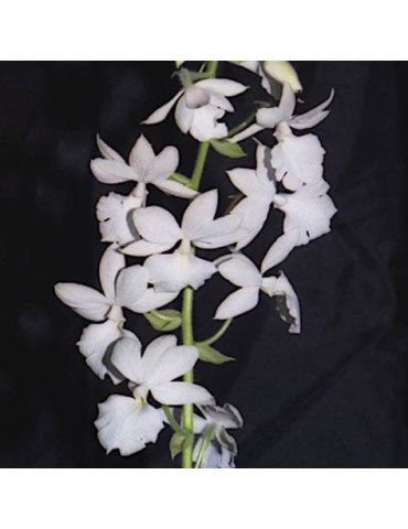 Calanthe Sedenii en sphaigne