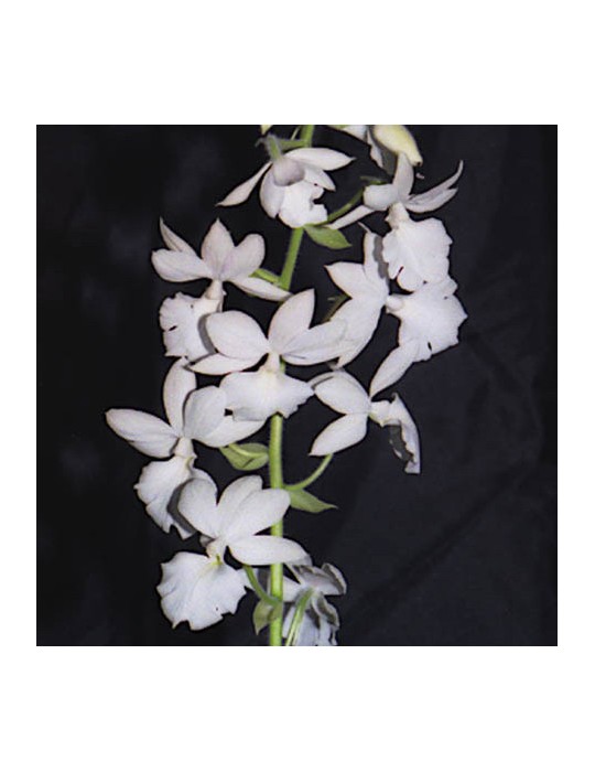 Calanthe Sedenii Calanthe Sedenii